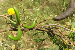 Acacia farnesiana